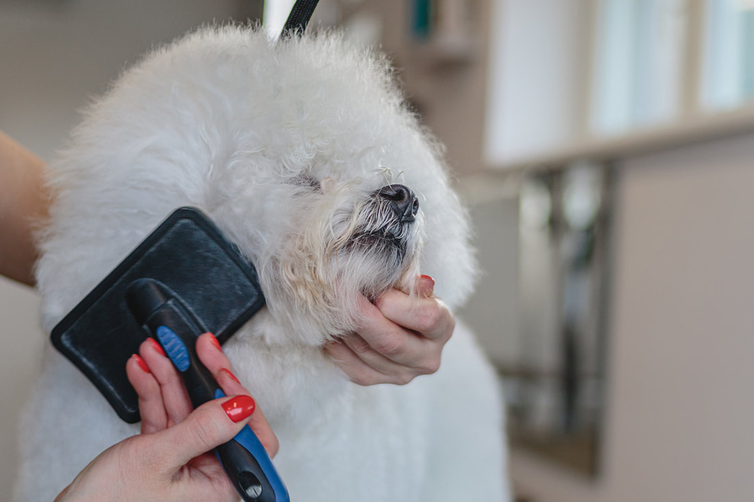 a white dog getting its hair cut by a woman