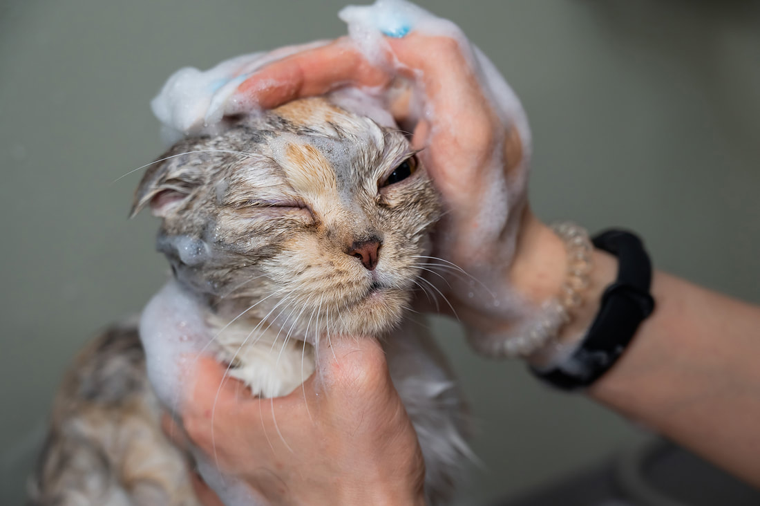 a person washing a cat with soap on it