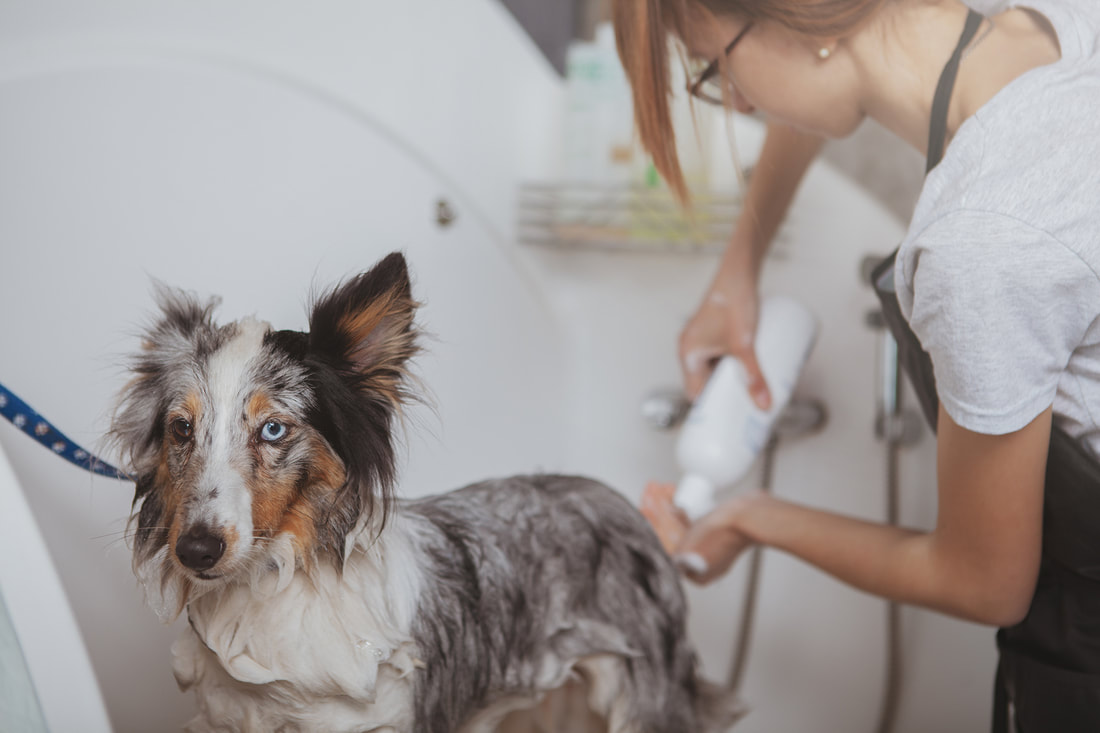 a woman is brushing her dog's hair in the bathroom