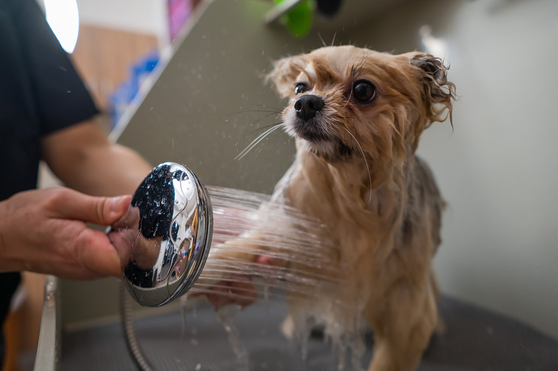 a small dog getting its hair brushed by a person