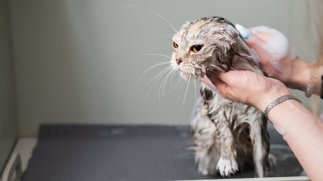 a person washing a cat with a hair dryer