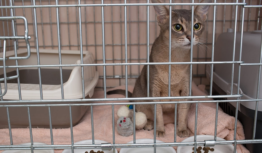 a cat sitting in a cage with a stuffed animal