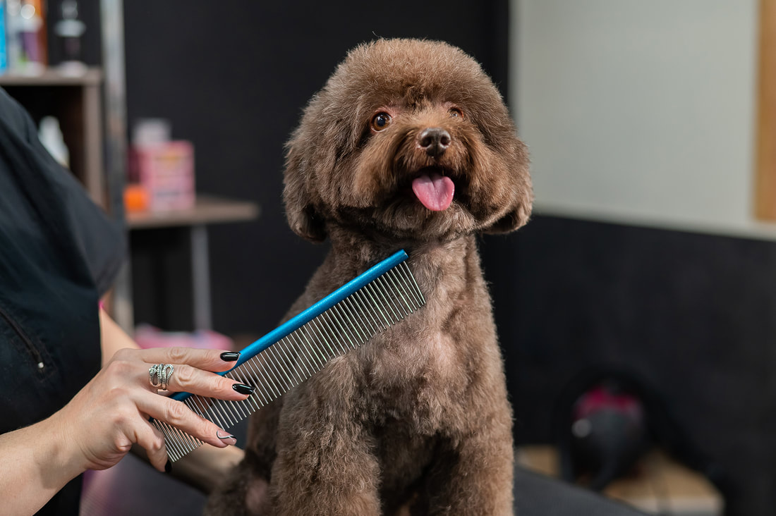 a dog getting its hair cut by a woman